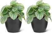 We Love Plants - Peperomia Argyreia + Pot Jeroen - 2 stuks - 20 cm hoog - Kleine kamerplant