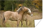 Twee knuffelende fjord paarden in de herfst 30x20 cm - klein - Foto print op Poster (wanddecoratie woonkamer / slaapkamer)