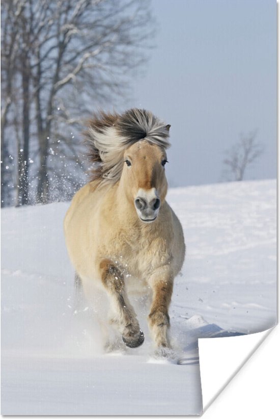 Rennend fjord paard in de sneeuw 60x90 cm - Foto print op Poster (wanddecoratie woonkamer / slaapkamer)