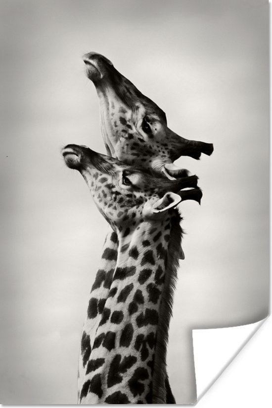 Liefhebbende giraffen in zwart-wit 40x60 cm - Foto print op Poster (wanddecoratie woonkamer / slaapkamer)