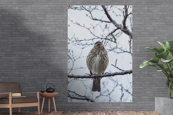 Un grand sizerin flammé assis sur une branche en Islande Affiche de jardin 120x180 cm - Toile de jardin / Toile d'extérieur / Peintures d'extérieur (décoration de jardin) XXL / Grand format!