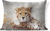 Sierkussens - Kussen - Close-up jonge cheetah - 60x40 cm - Kussen van katoen