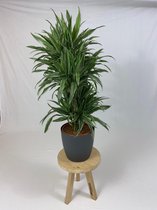 Kamerplant van Botanicly – Drakenboom incl. sierpot antraciet als set – Hoogte: 120 cm – Dracaena derem. Warneckei