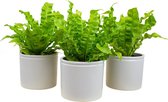 Varens van Botanicly – 3 × Nestvaren in witte keramiek pot als set – Hoogte: 30 cm – Asplenium Crispy Wave