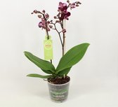 Orchidee van Botanicly – Vlinder orchidee – Hoogte: 50 cm, 1 tak – Phalaenopsis Multiflora Harlekijn