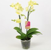 Orchidee van Botanicly – Vlinder orchidee – Hoogte: 50 cm, 1 tak – Phalaenopsis multiflora Pixie