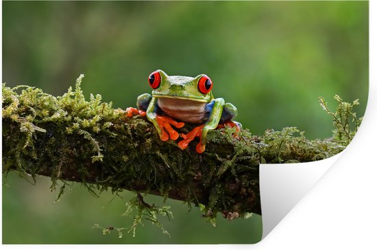 Stickers Stickers muraux - Grenouille aux yeux rouges sur une branche couverte - 60x40 cm - Film adhésif
