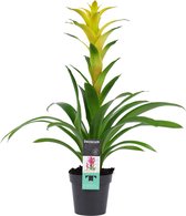 Mama's Planten - Guzmania Hilda - Bromelia - Geel - Bloeiende Kamerplant - Geeft Sfeer En Zuurstof - ↨ 60cm - ⌀ 13cm