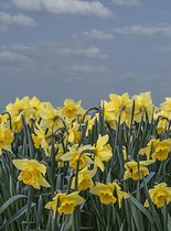 Set van 10 kaarten Lentebloemen