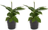 2x Kamerplant Musa Tropicana - Bananenplant - ± 30cm hoog - 12cm diameter - in zwarte pot