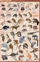 Kangoeroe poster - buideldieren - Marsupials - overzicht- Engels - Kangoeroe - 61 x 91.5 cm