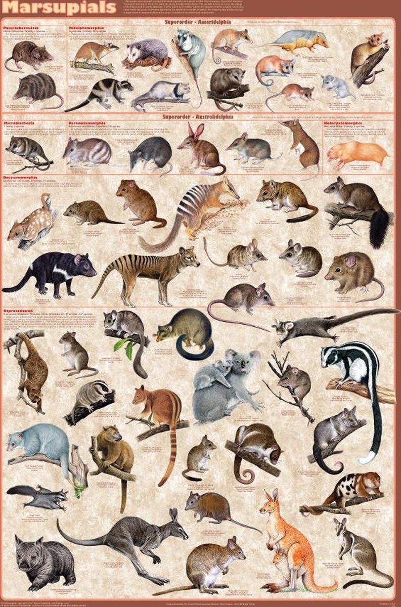 Posterpoint Kangoeroe poster - buideldieren - Marsupials - overzicht- Engels - Kangoeroe - 61 x 91.5 cm multi
