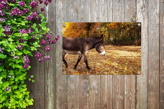 Âne marchant à travers les feuilles d'automne affiche de jardin toile en vrac 60x40 cm - petit - toile de jardin / toile d'extérieur / Peintures pour l'extérieur (décoration de jardin)