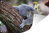 Tuinposter - Tuindoek - Tuinposters buiten - Koala - Boom - Slapen - Kinderen - Jongens - Meiden - 120x80 cm - Tuin
