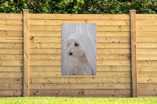Un chien maltais blanc regardant par la fenêtre Affiche de jardin 80x120 cm - Toile de jardin / Toile d'extérieur / Peintures d'extérieur (décoration de jardin)