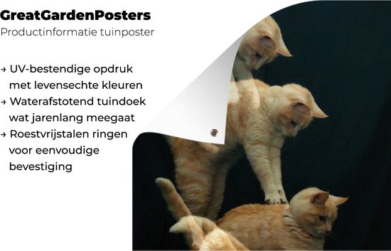 Poster jardin chat bondissant toile en vrac 80x120 cm - Toile de jardin / Toile d'extérieur / Peintures pour l'extérieur (décoration de jardin)