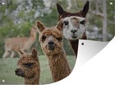 Tuin decoratie Alpaca - Dier - Bruin - 40x30 cm - Tuindoek - Buitenposter