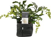 LEAF HOME -   Clerodendrum Prospero In Sizo Bag (zwart) - Vers Van De Kweker - ↨ 35cm - ⌀ 15cm