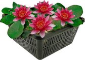 Waterlelie Rood - Speciaal voor Kleine Vijvers - Winterharde Rode Waterlelie - Nymphaea Baby Red - Inclusief Vijvermand, Vijverplanten klei, Afdekgrind en Waterplanten Voeding - Van der Velde