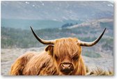 Schotse Hooglander - 1500 Stukjes puzzel voor volwassenen - Besteposter - Dieren - Natuur