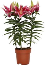 Mama's Planten - Lelie - Starlight Express - Roze - Bloeiende Kamerplant - Geeft Sfeer En Zuurstof - ↨ 55cm - ⌀ 17cm