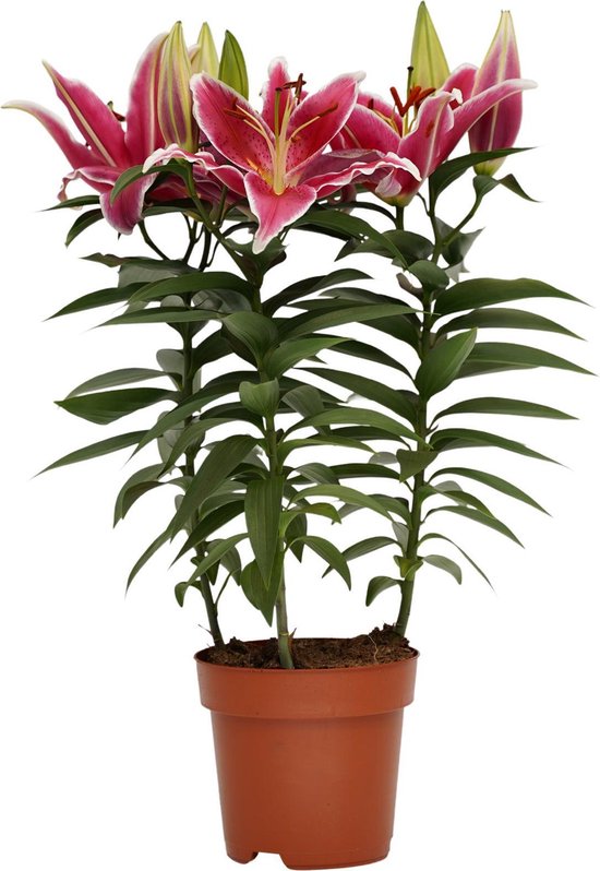 Mama's Bloemen en Planten Lelie - Roze bloeiende kamerplant voor binnen |  bol