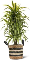 We Love Plants - Dracaena Lemon Lime + Mand Yvonne - 140 cm hoog - Grote kamerplant