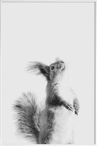 JUNIQE - Poster met kunststof lijst Red Squirrel III -60x90 /Grijs