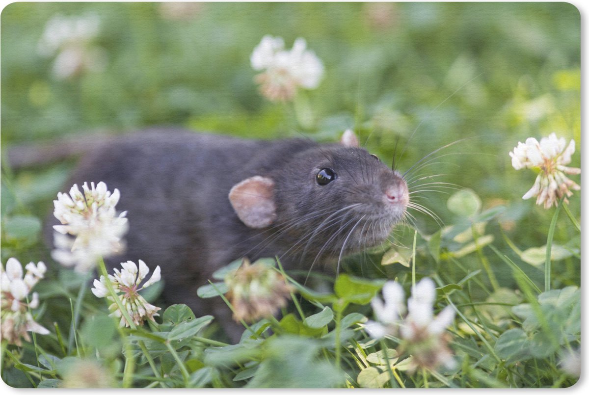 Muismat Ratten - Rat tussen de bloemen muismat rubber - 27x18 cm - Muismat met foto