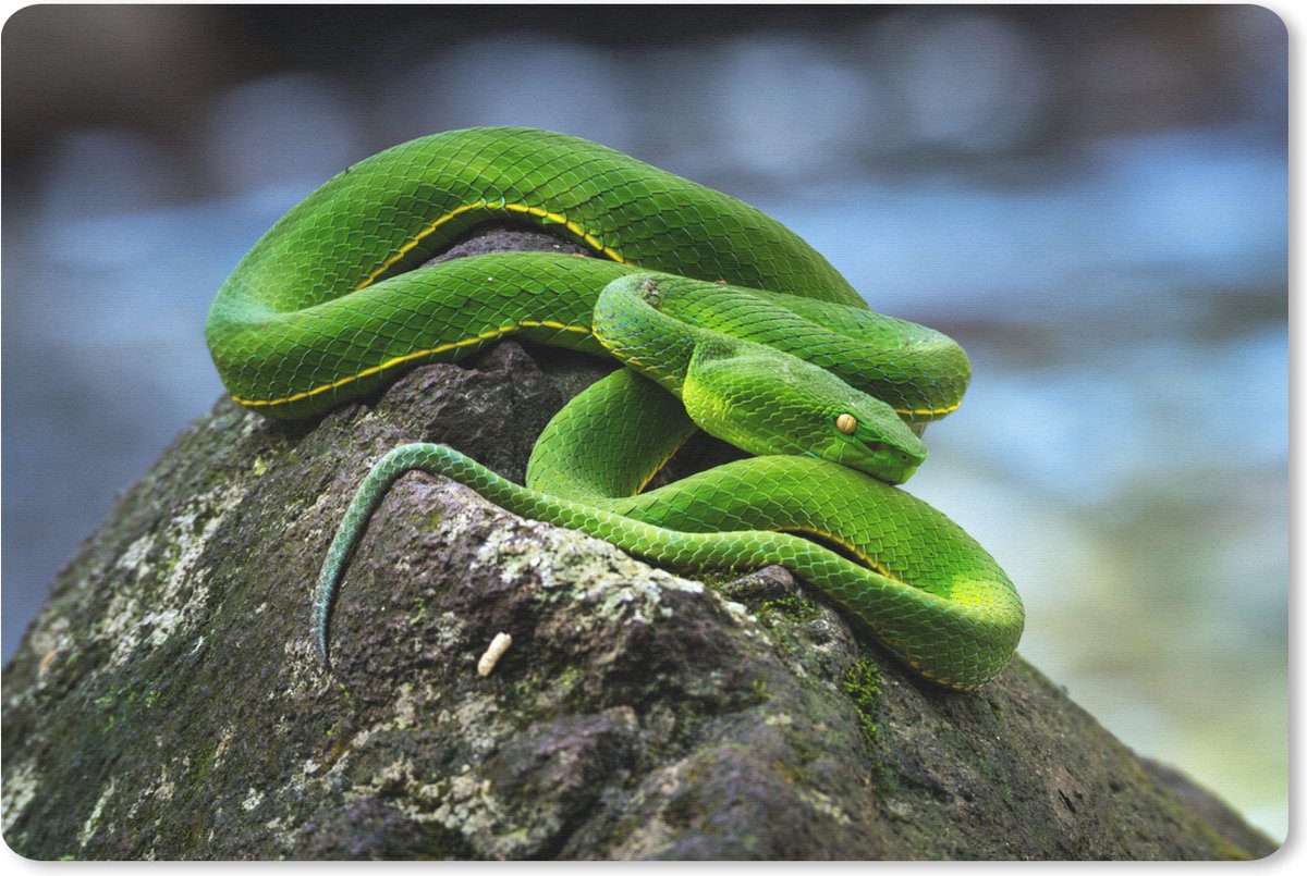 Muismat Junglebewoners - Groene slang op steen muismat rubber - 27x18 cm - Muismat met foto