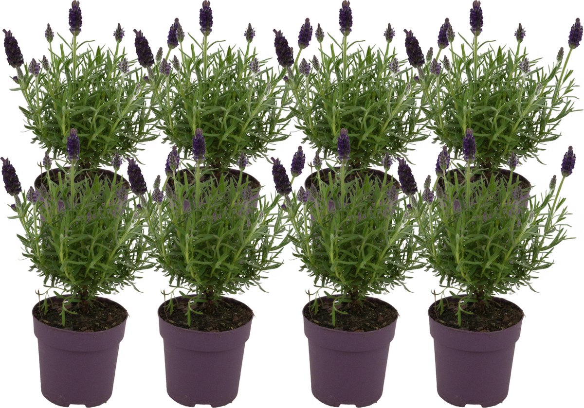 ZynesFlora - Lavandula - 8 Stuks - Ø 12 cm - Hoogte: 25-30 cm - Lavendel - Buitenplant - Tuinplant - Winterhard