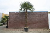 Trachycarpus Fortunei 230 cm stamhoogte