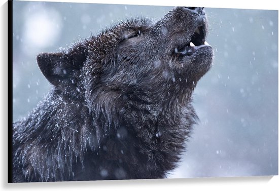 Canvas  - Huilende Wolf in de Regen - 120x80cm Foto op Canvas Schilderij (Wanddecoratie op Canvas)