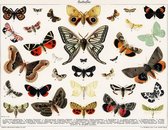 Poster Vlinders Vintage - Butterflies Retro - 50x70 - Lithografie Dieren