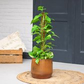 Epipremnum Aurum | Groene Kamerplant | Potmaat 19cm | Hoogte 85cm | Geleverd in kwekerspot