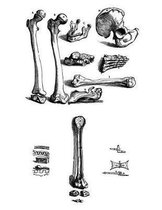 Anatomy Notebook