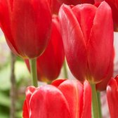 20 tulpenbollen Muscadet cadeau verpakking - bloembollen - dubbele tulp - pioen - tuin - kado - geschenk - bedankje - juf - meester - collega - vrienden - familie - klanten - Neder