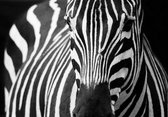 Dibond - Dieren - Wildlife / Zebra in wit / zwart - 50 x 75 cm.
