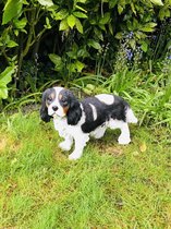 Cavalier King Charles levensecht polystone 30 cm hoog - polyester - polystone - beeld - tuinbeeld - hoogkwalitatieve kunststof - decoratiefiguur - interieur - accessoire - voor bin