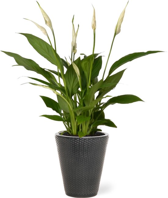 Spathiphyllum kamerplant in sierpot Elma - Grijs - Luchtzuiverende Lepelplant - 35-50cm - Ø13 - Met keramieken bloempot - vers uit de kwekerij