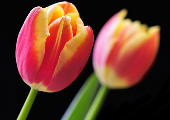 Dibond - Bloemen - Bloem - tulp / tulpen in rood / geel / groen / zwart