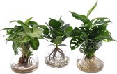 Mama's Planten - Mix - 3 Stuks - Syngonium Arrow - Clusia Princess - Monstera - Kingston Glas - Hydroponie - Eyecatcher Voor In Je Huis - ↨ 35cm - ⌀ 12cm