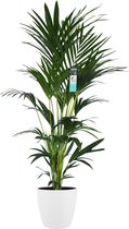 XL Kentia Palm In ELHO Brussels Pot (wit) - Vers Van De Kweker - ↨ 170cm - ⌀ 30cm - [Mama's Planten]