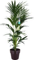 XL Kentia Palm In ELHO B.for Pot (paars) - Vers Van De Kweker - ↨ 170cm - ⌀ 30cm - [Mama's Planten]