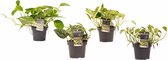 Mama's Planten -   Combipakket Scindapsus Aureum - N'joy - Pictus Trebie - Marble Queen - Vers Van De Kweker - ↨ 15cm - ⌀ 12cm