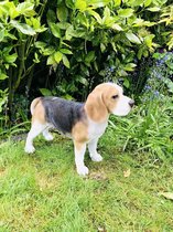 Beagle levensecht 39 cm hoog - polyester - polystone - beeld - tuinbeeld - hoogkwalitatieve kunststof - decoratiefiguur - interieur - accessoire - voor binnen - voor buiten - cadea