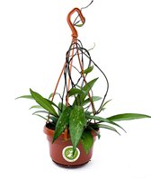 Hoya Pubicalyx (Trendy, Hangplant, Kamerplant, Urban Jungle)