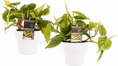 Duo Philodendron Brazil - Philodendron Scandens met potten Anna White ↨ 15cm - 2 stuks - hoge kwaliteit planten