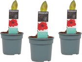 Hippeastrum Royal Red (3 stuks) ↨ 25cm - 3 stuks - hoge kwaliteit planten