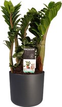 Zamio Zenzi met Elho B.for soft antracite ↨ 40cm - hoge kwaliteit planten